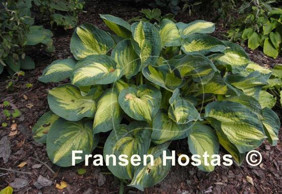 Hosta Great Expectations - Fransen Hostas